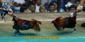 Đá gà Philippines Kubet và sự sôi động tại Kubet