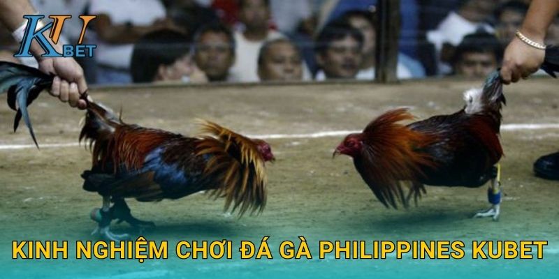 Kinh nghiệm chơi đá gà Philippines Kubet