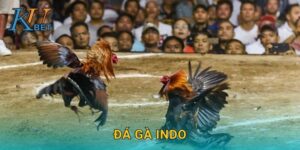 Đá gà Indo Kubet và những trận đấu kịch tính Kubet