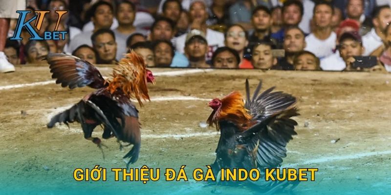 Giới thiệu đá gà Indo Kubet