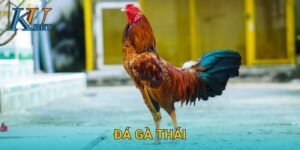 Đá gà Thái Kubet và sức hút truyền thống tại Kubet