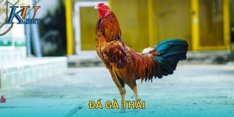 Đá gà Thái Kubet và sức hút truyền thống tại Kubet