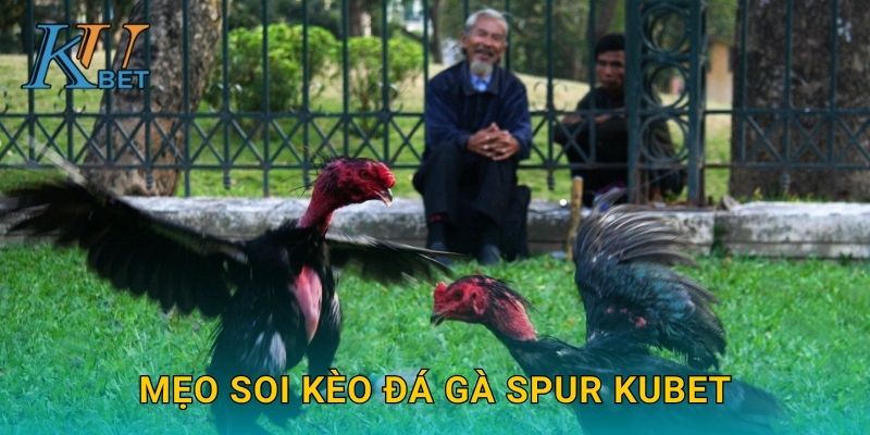 Mẹo soi kèo đá gà Spur Kubet