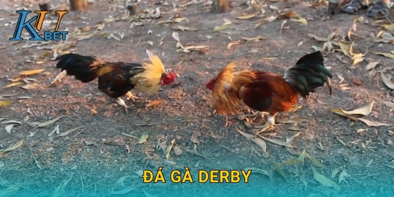 Đá gà Derby Kubet và giải đấu đỉnh cao tại Kubet