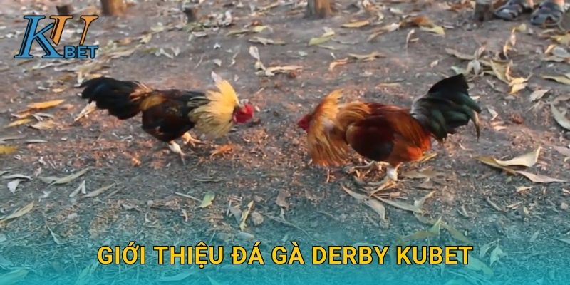 Giới thiệu đá gà Derby Kubet