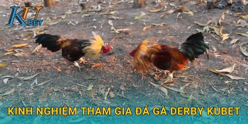 Kinh nghiệm tham gia đá gà Derby Kubet
