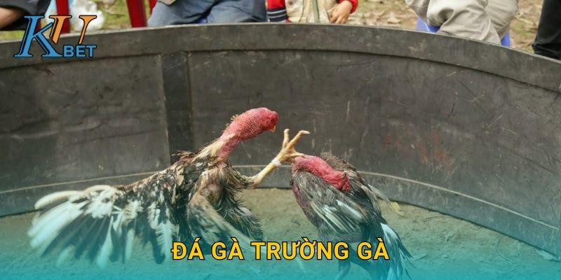Đá gà trường gà Kubet và không khí náo nhiệt tại Kubet