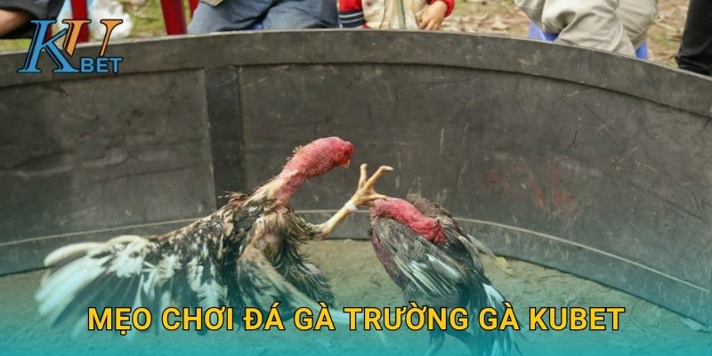 Mẹo chơi đá gà trường gà Kubet