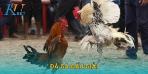 Đá gà đấu giải Kubet và sự cạnh tranh khốc liệt Kubet