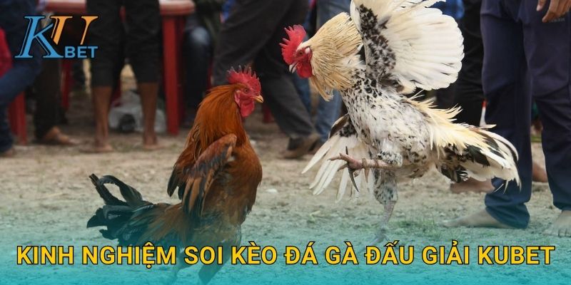 Kinh nghiệm soi kèo đá gà đấu giải Kubet