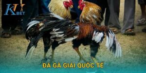 Đá gà giải quốc tế Kubet và cơ hội giao lưu toàn cầu Kubet