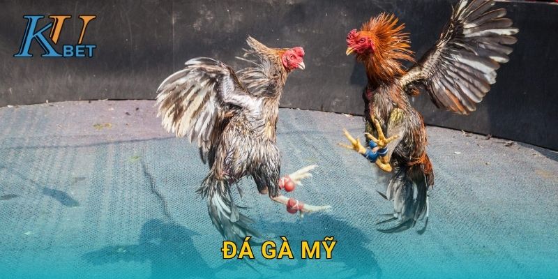 Đá gà Mỹ Kubet và trải nghiệm hấp dẫn tại Kubet