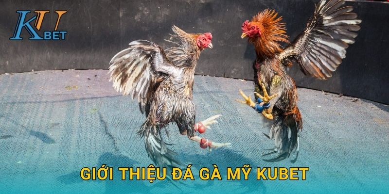 Giới thiệu đá gà Mỹ Kubet
