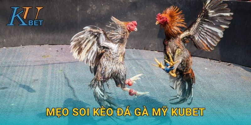 Mẹo soi kèo đá gà Mỹ Kubet
